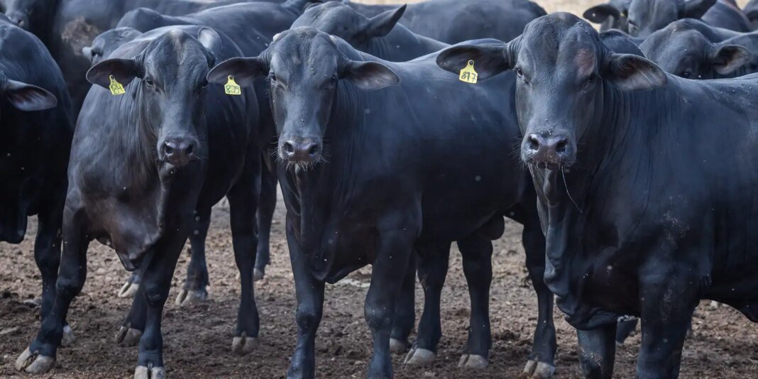 50376409862_a1c74f6e38_o_0