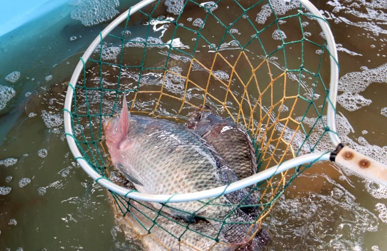 Feira-do-Peixe-Vivo-neutra-Emerson-Dias-1-770x500-1