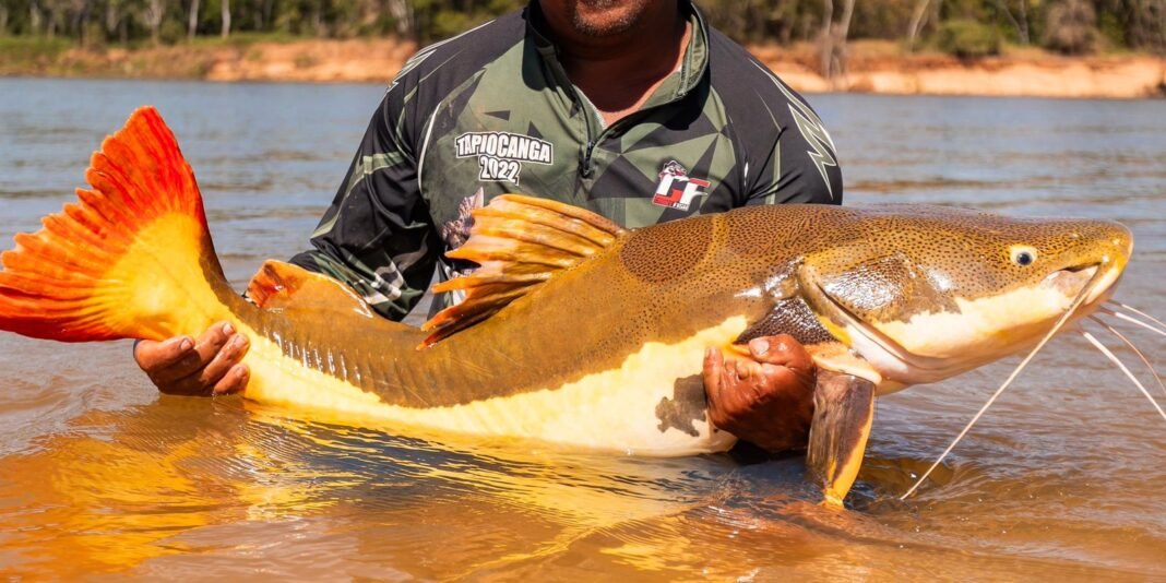 novo-fio-velasco-3386-1-